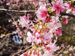 -天适樱花悠乐园