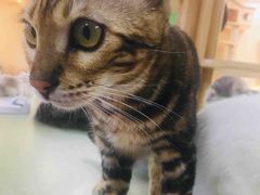 -猫和宫(六道口店)