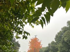 -重庆彩云湖湿地公园