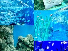 -上海海洋水族馆