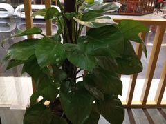 -禾绿回转寿司(苏宁广场店)