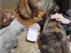 -藏猫猫咖啡主题馆(中央大道店)