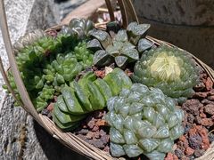 -寂照庵