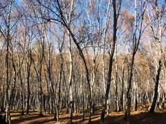 -塞罕坝国家级自然保护区