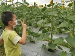-光明小镇欢乐田园