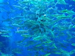 -成都浩海立方海洋公园