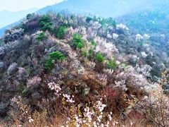 -北京鹫峰国家森林公园