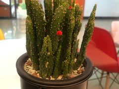 -桃梨花香(柳工颐华城店)