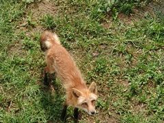 -西霞口神雕山野生动物世界