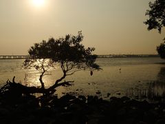 -宝安西湾红树林湿地公园