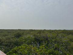 -北海金海湾红树林生态旅游区