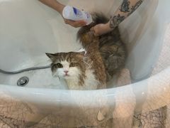 -momokira米努特·德文卷毛猫·棉花面纱犬