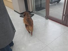 -瑞鹏宠物医院·超声·骨科·奇麟分院(蜀都万达店)