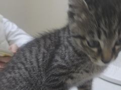 -安安宠医宠物医院·异宠·犬猫内科(岳阳分院)