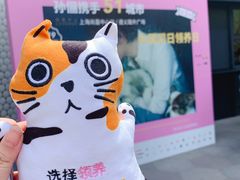 -momokira米努特·德文卷毛猫·棉花面纱犬