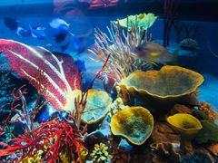 -迪拜帆船酒店海底餐厅