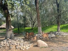 -北京野生动物园