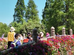 -苏州上方山国家森林公园