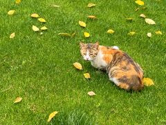 -东北农家饺子村(昌平路店)