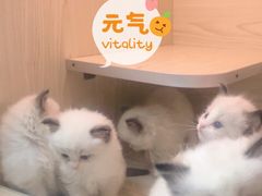 -十年猫舍·猫咪专门店(普陀店)