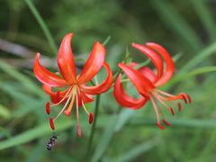 -北京十三陵国家森林公园蟒山景区