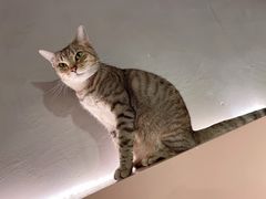 -猫儿山۰猫主题餐厅