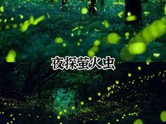 -天鹿湖森林公园