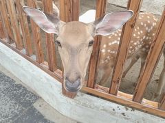 -北京鹿世界主题园