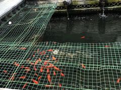 -老张烤羊(王哥庄店)