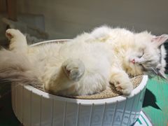 -喵喵咪呀布偶猫咖(春熙路店)