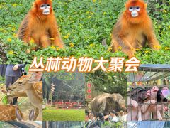 -深圳野生动物园