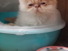 -龟与熊猫宠物公园(南坪店)
