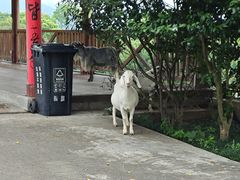 -福建鲤鱼洲酒店