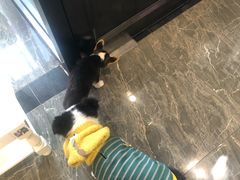 -宠爱国际动物医院· 猫科· 外科·中兽医(长白店)