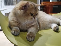 -东方名猫馆·英短金渐层布偶猫舍(环线广场1号楼店)