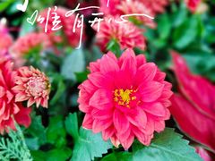-曲阳花鸟市场(曲阳路店)