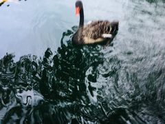 -湖鲜楼