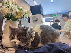 -Again Coffee Roaster(香蜜湖店)