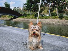 -宠爱多约克夏马尔济斯泰迪小型犬专卖