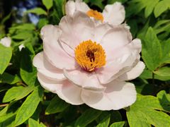 -洛阳郁金香牡丹园