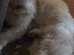 -猫猫幼稚园·撸猫·桌游·电玩