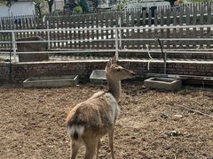 -丽泽山庄·生态怀柔菜·虹鳟鱼(红螺寺店)