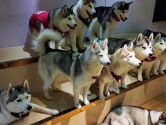 -Husky Go! 哈士奇体验馆·宠物咖啡厅狗咖
