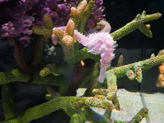 -暹罗海洋世界