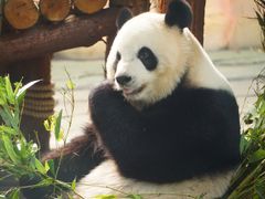 -泉州海丝野生动物世界