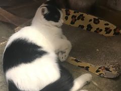 -猫咪博物馆(顶澳仔猫街店)