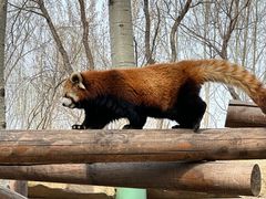 -北京野生动物园