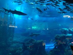 -迪拜水族馆及水下动物园