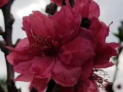 -南国桃园旅游度假区