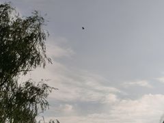 -上海滨江森林公园